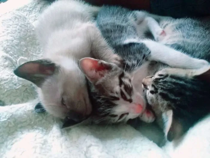 Gato ra a  idade Abaixo de 2 meses nome Vitório , mel , zoe