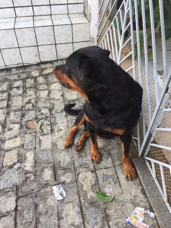 Cachorro raça Rottweiler idade 3 anos nome Zeus