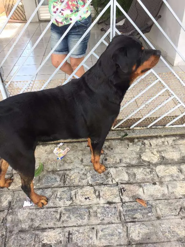 Cachorro raça Rottweiler idade 3 anos nome Zeus