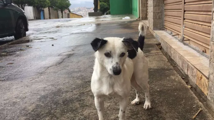 Cachorro raça SRD - Sem Raça Definida idade 2 a 6 meses nome Sem nome
