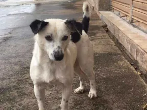 Cachorro raça SRD - Sem Raça Definida idade 2 a 6 meses nome Sem nome
