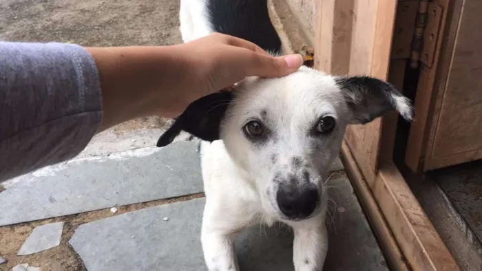 Cachorro raça SRD - Sem Raça Definida idade 2 a 6 meses nome Sem nome