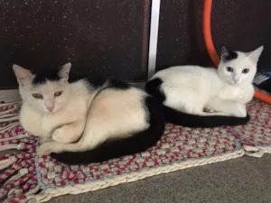 Gato raça Gatinhos lindos idade 7 a 11 meses nome Coragem & Lancelot