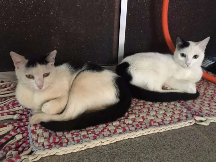 Gato ra a Gatinhos lindos idade 7 a 11 meses nome Coragem & Lancelot