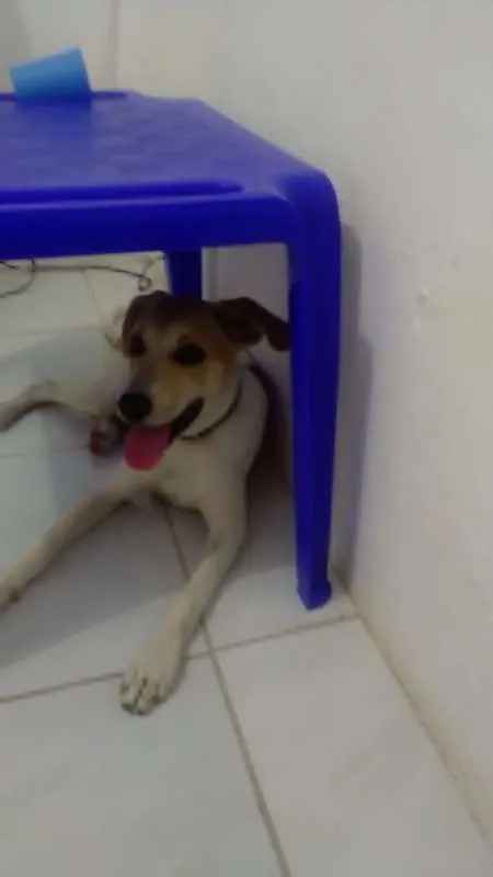 Cachorro ra a Vira Lata  idade 2 a 6 meses nome Charlie