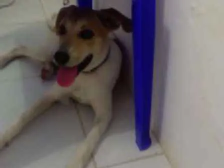 Cachorro ra a Vira Lata  idade 2 a 6 meses nome Charlie