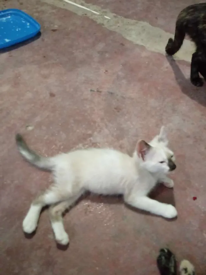 Gato raça viralata idade 2 a 6 meses nome sem nome