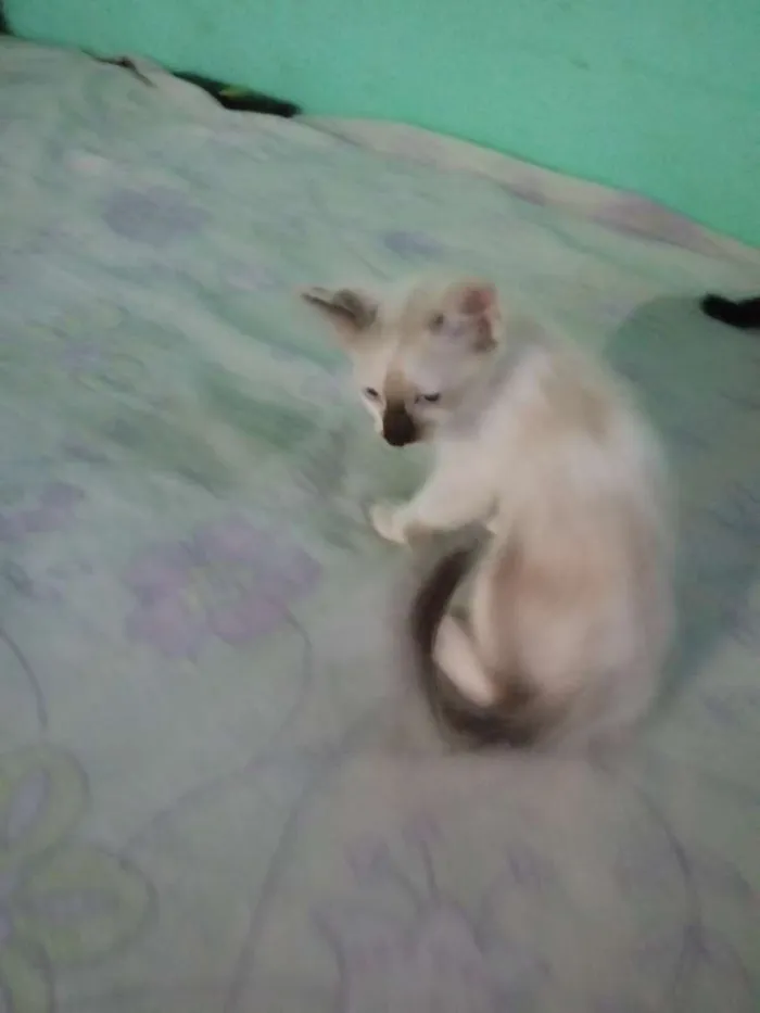 Gato raça viralata idade 2 a 6 meses nome sem nome