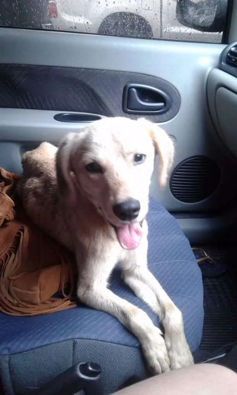 Cachorro raça SRD idade 7 a 11 meses nome Sem nome