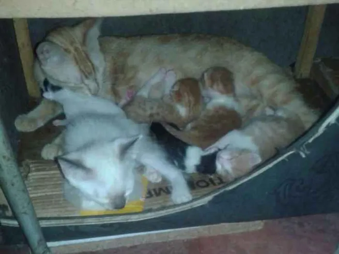 Gato raça viralata idade 2 a 6 meses nome sem nome