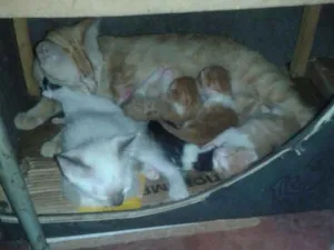 Gato raça viralata idade 2 a 6 meses nome sem nome