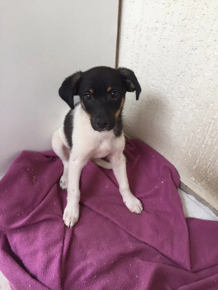 Cachorro raça Sem raça especifica idade Abaixo de 2 meses nome Napoleão 