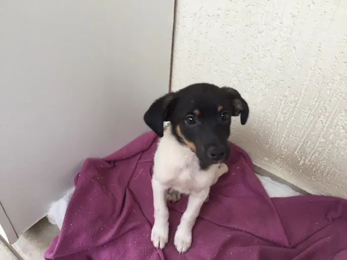 Cachorro raça Sem raça especifica idade Abaixo de 2 meses nome Napoleão 