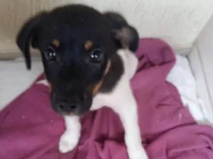 Cachorro raça Sem raça especifica idade Abaixo de 2 meses nome Napoleão 