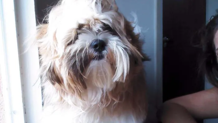 Cachorro raça Lhasa Apso idade 7 a 11 meses nome Bruce
