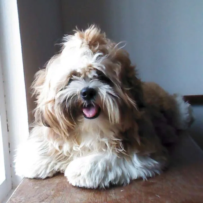 Cachorro raça Lhasa Apso idade 7 a 11 meses nome Bruce