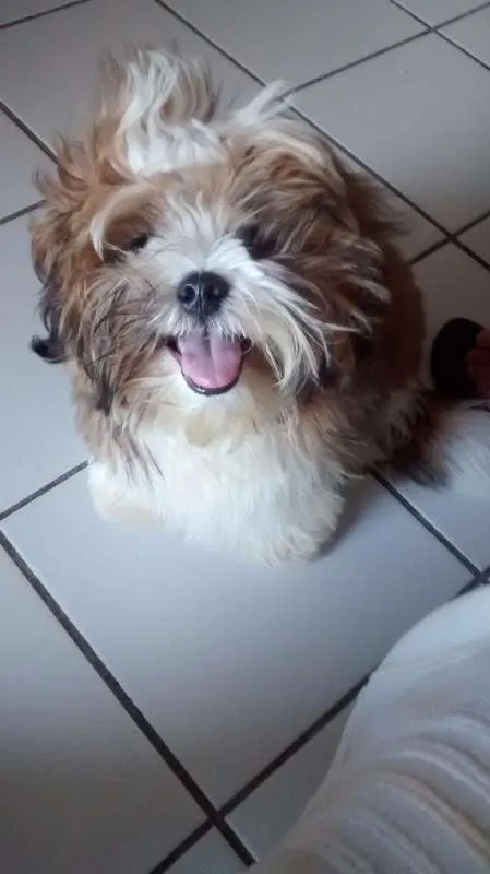 Cachorro raça Lhasa Apso idade 7 a 11 meses nome Bruce
