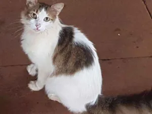 Gato raça  idade 3 anos nome ADOÇÃO RESPONSÁVEL