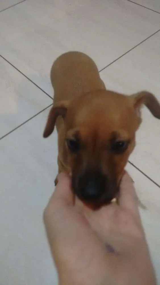 Cachorro ra a Pintcher mistura idade Abaixo de 2 meses nome Sem nome