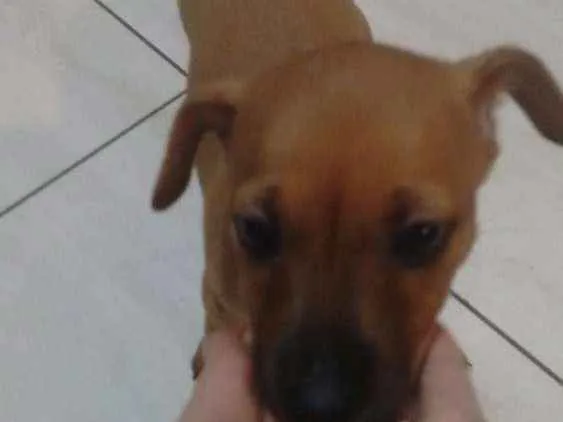 Cachorro ra a Pintcher mistura idade Abaixo de 2 meses nome Sem nome