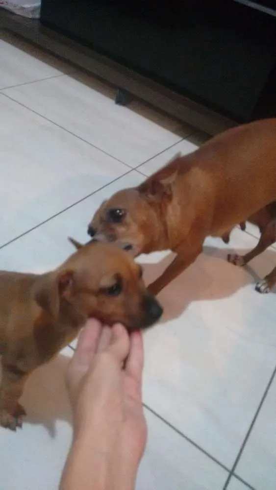 Cachorro ra a Pintcher mistura idade Abaixo de 2 meses nome Sem nome