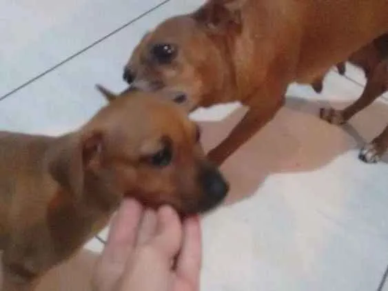 Cachorro ra a Pintcher mistura idade Abaixo de 2 meses nome Sem nome