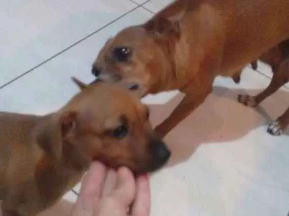 Cachorro ra a Pintcher mistura idade Abaixo de 2 meses nome Sem nome