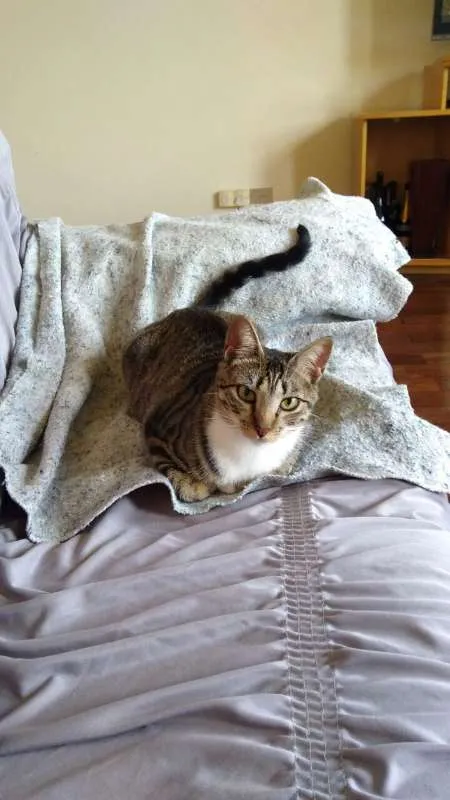 Gato ra a vira lata (srd) idade 2 anos nome Tati GRATIFICA