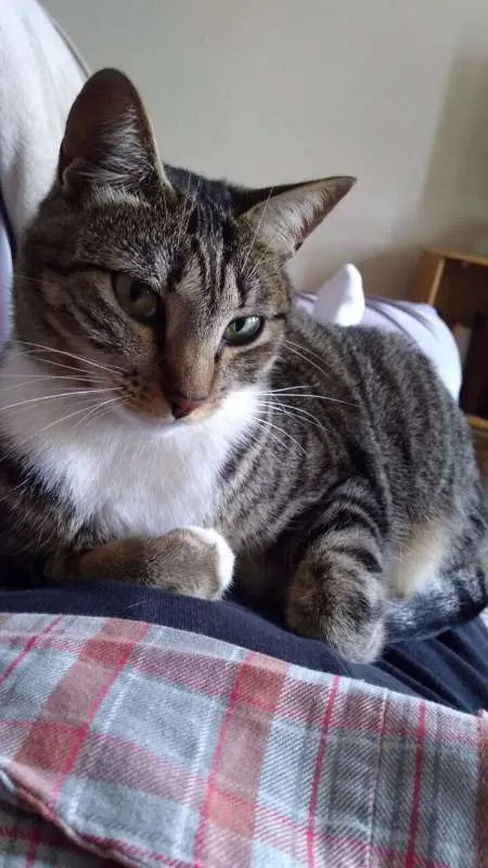 Gato ra a vira lata (srd) idade 2 anos nome Tati GRATIFICA
