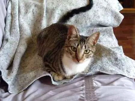 Gato ra a vira lata (srd) idade 2 anos nome Tati GRATIFICA
