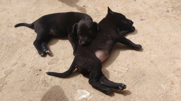 Cachorro raça Rnd idade 2 a 6 meses nome Não tem nome