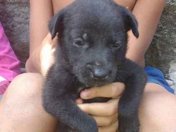 Cachorro raça Rnd idade 2 a 6 meses nome Não tem nome