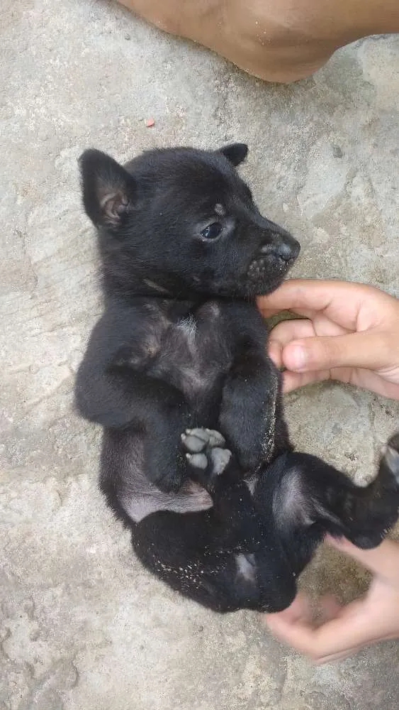 Cachorro raça Rnd idade 2 a 6 meses nome Não tem nome