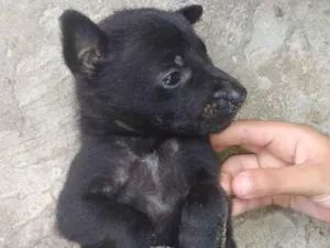 Cachorro raça Rnd idade 2 a 6 meses nome Não tem nome