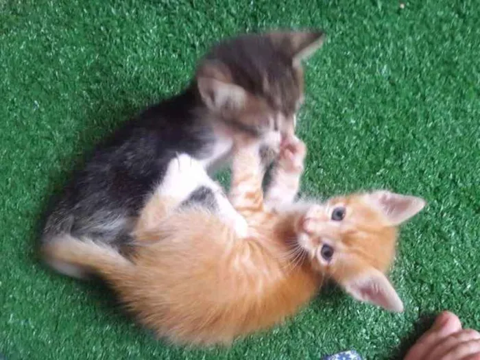 Gato raça Srd idade Abaixo de 2 meses nome Napoleão