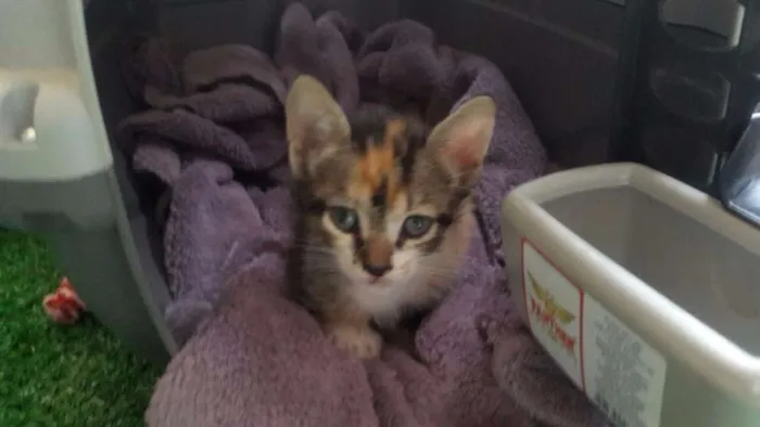 Gato raça Srd idade Abaixo de 2 meses nome Napoleão