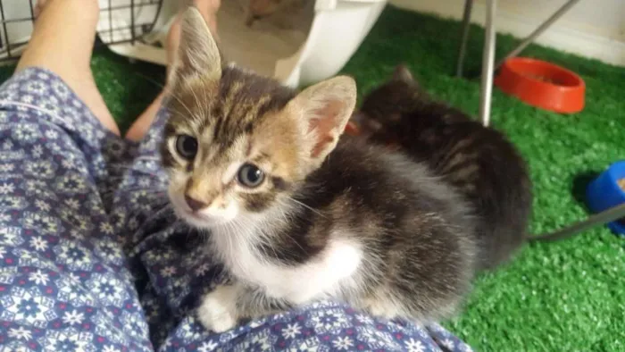 Gato raça Srd idade Abaixo de 2 meses nome Napoleão