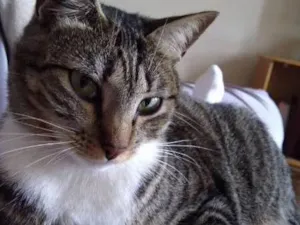 Gato raça vira lata (srd) idade 2 anos nome Tati GRATIFICA