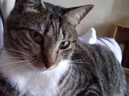 Gato ra a vira lata (srd) idade 2 anos nome Tati GRATIFICA