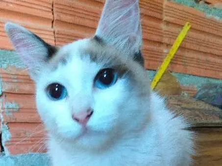 Gato ra a SRD idade 2 a 6 meses nome Betânia