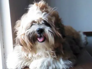 Cachorro raça Lhasa Apso idade 7 a 11 meses nome Bruce