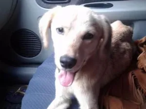 Cachorro raça SRD idade 7 a 11 meses nome Sem nome