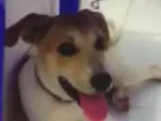 Cachorro ra a Vira Lata  idade 2 a 6 meses nome Charlie