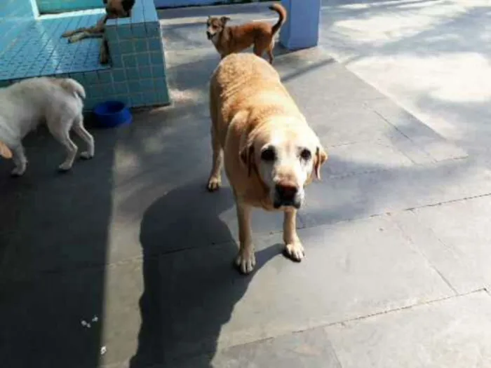 Cachorro ra a Labrador idade 6 ou mais anos nome Nicole