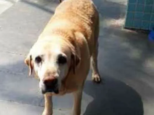 Cachorro ra a Labrador idade 6 ou mais anos nome Nicole