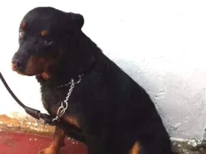 Cachorro raça Rottweiler idade 3 anos nome Zeus