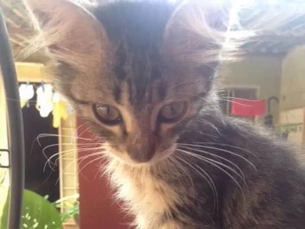Gato ra a  idade Abaixo de 2 meses nome flor e rosinha