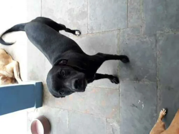 Cachorro ra a Srd idade 3 anos nome Nega