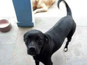 Cachorro raça Srd idade 3 anos nome Nega