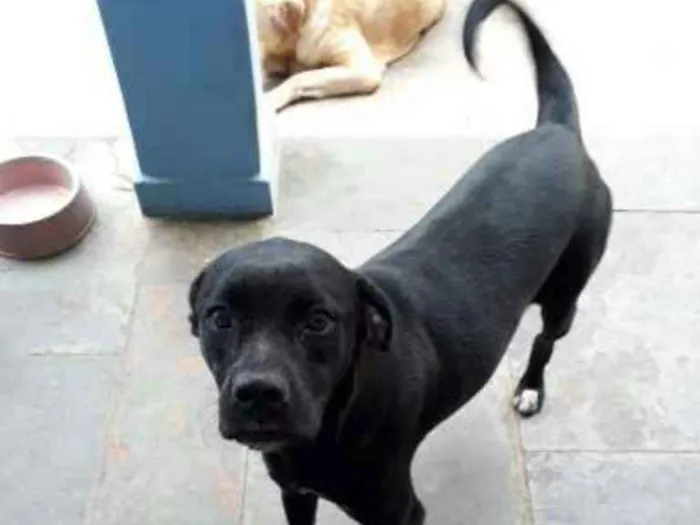 Cachorro ra a Srd idade 3 anos nome Nega